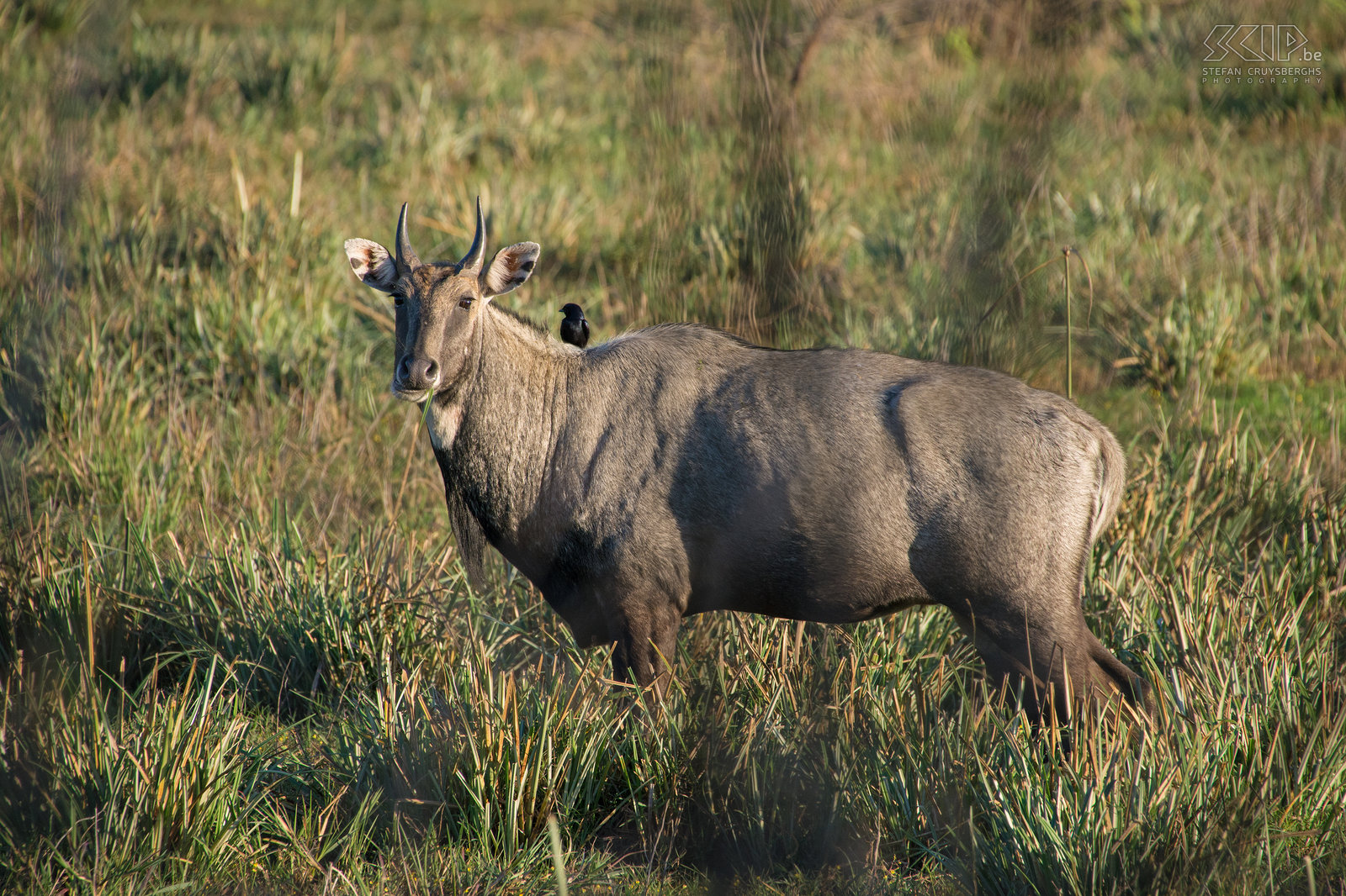 Keoladeo - Nijlgau De nijlgau (Nilgai/Boselaphus tragocamelus) is de grootste Aziatische antilope. Stefan Cruysberghs